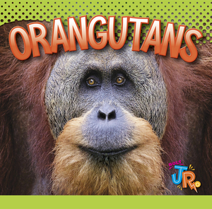 Orangutans by Marysa Storm