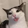 chynadoll23's profile picture