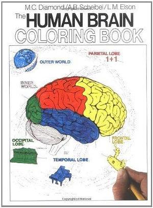 The Human Brain Coloring Book: A Coloring Book by Arnold B Scheibel, Marian C. Diamond, Marian C. Diamond