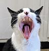 booksandcats's profile picture