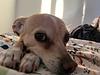 atlantickitfox's profile picture