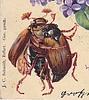 motherbeetle's profile picture