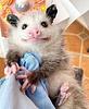 ghostpossum's profile picture