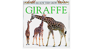 Giraffe by Mary Ling