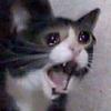 sanem's profile picture