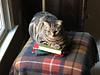 basbleu_dans_labiblioteque's profile picture