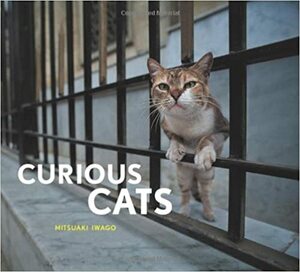 Curious Cats by Mitsuaki Iwago