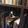 goblincat's profile picture