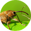 weeviltime's profile picture