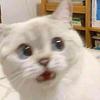 mafaldos's profile picture