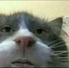 shrek1's profile picture