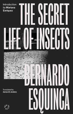 The Secret Life of Insects by Bernardo Esquinca
