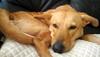 mummy2adog's profile picture