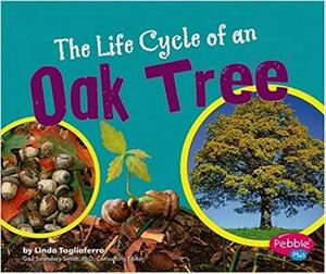 The Life Cycle of an Oak Tree by Linda Tagliaferro