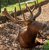 antlerqueen's profile picture