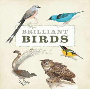 Brilliant Birds by QED Publishing