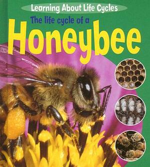 The Life Cycle of a Honeybee by Ruth Thomson
