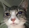 snektina's profile picture