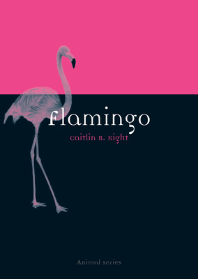 Flamingo by Caitlin R. Kight