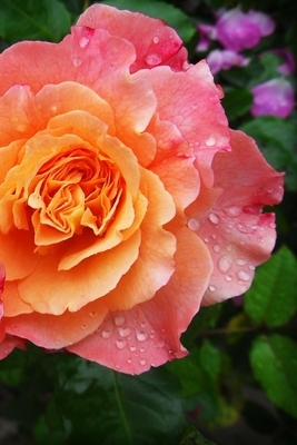 Tea Rose: Rosa odorata is a member of the genus Rosa native to Yunnan in Southwest China. by Planners and Journals