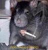 misterbojangles's profile picture