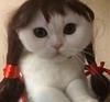 edesbrosses's profile picture