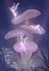 mushroom_fairy_in_the_woods's profile picture