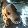 maybeapipedream's profile picture