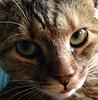 jellicle's profile picture