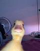 presseente's profile picture