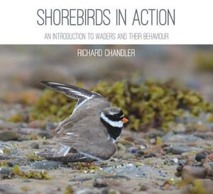 Shorebirds in Action by Richard Chandler