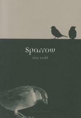 Sparrow by Kim Todd