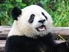 xiongmao23's profile picture