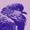 wolfnoir's profile picture