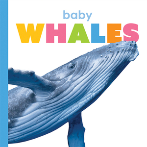 Baby Whales by Kate Riggs