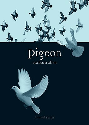 Pigeon by Barbara Allen