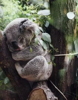 Resting: The Koala Is an Arboreal Herbivorous Marsupial Native to Australia. It Is the Only Extant Representative of the Family by Planners and Journals