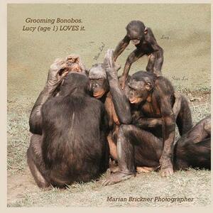 Grooming bonobos: Lucy (age 1) LOVES it by Marian Brickner