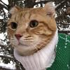 poorcate's profile picture