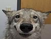 danae111's profile picture