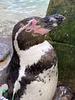 book_penguin_'s profile picture