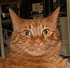 hanca's profile picture