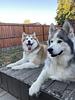 thepawsandbooks's profile picture
