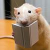 verdantjuniper's profile picture