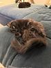 trashpanda13's profile picture