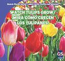 Watch Tulips Grow / ¡Mira Cómo Crecen Los Tulipanes! by Kristen Rajczak Nelson