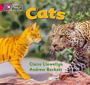 Cats Workbook by Claire Llewellyn