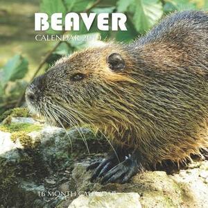 Beaver Calendar 2019: 16 Month Calendar by Mason Landon