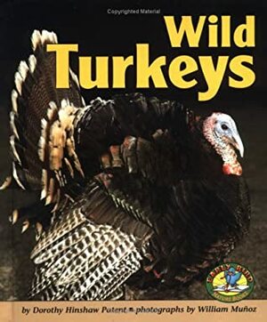 Wild Turkeys by Dorothy Hinshaw Patent