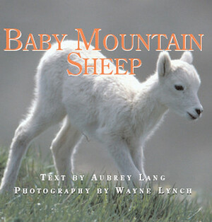 Baby Mountain Sheep by Aubrey Lang, Wayne Lynch